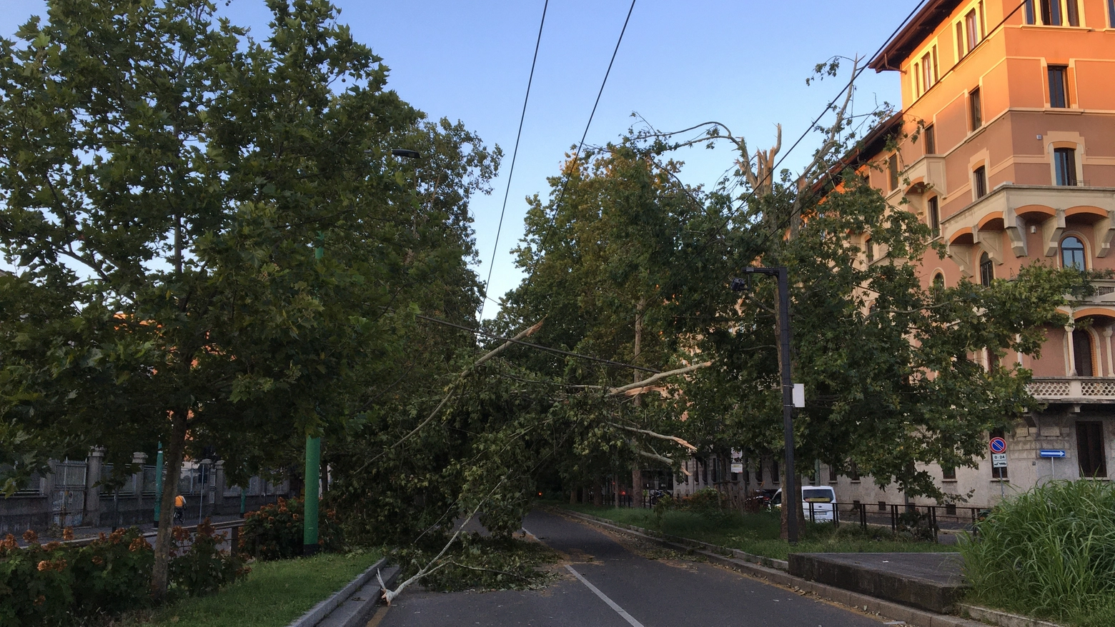Rami sulla linea aerea del filobus 92 all'altezza di piazzale Dateo