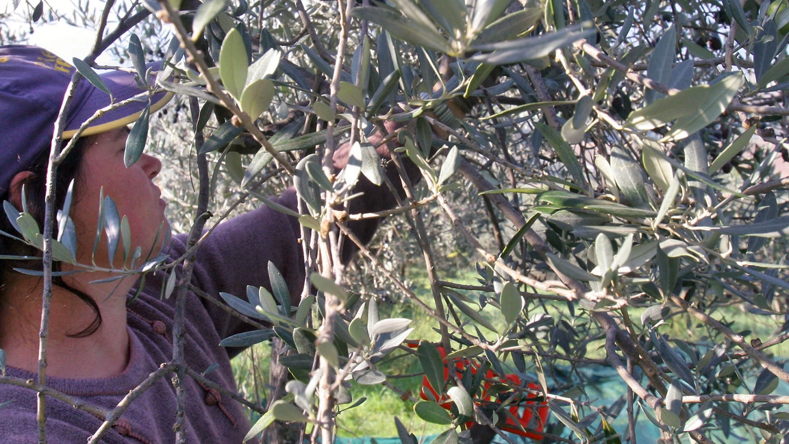 Raccolta delle olive in Valtellina