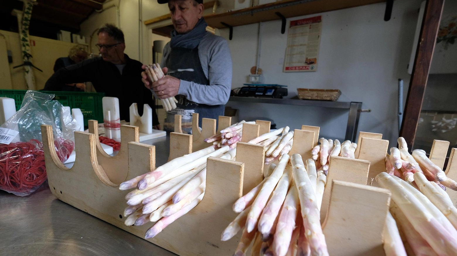 L’asparago stellato A Mezzago parte la raccolta dell’oro contadino che piace anche a Oldani L’asparago stellato A Mezzago parte la raccolta dell’oro contadino che piace anche a Oldani