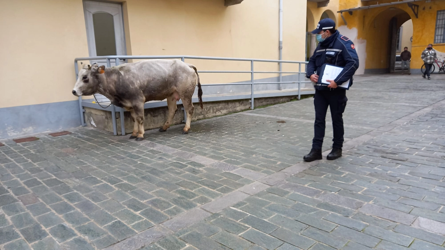 La mucca in Corso Garibaldi