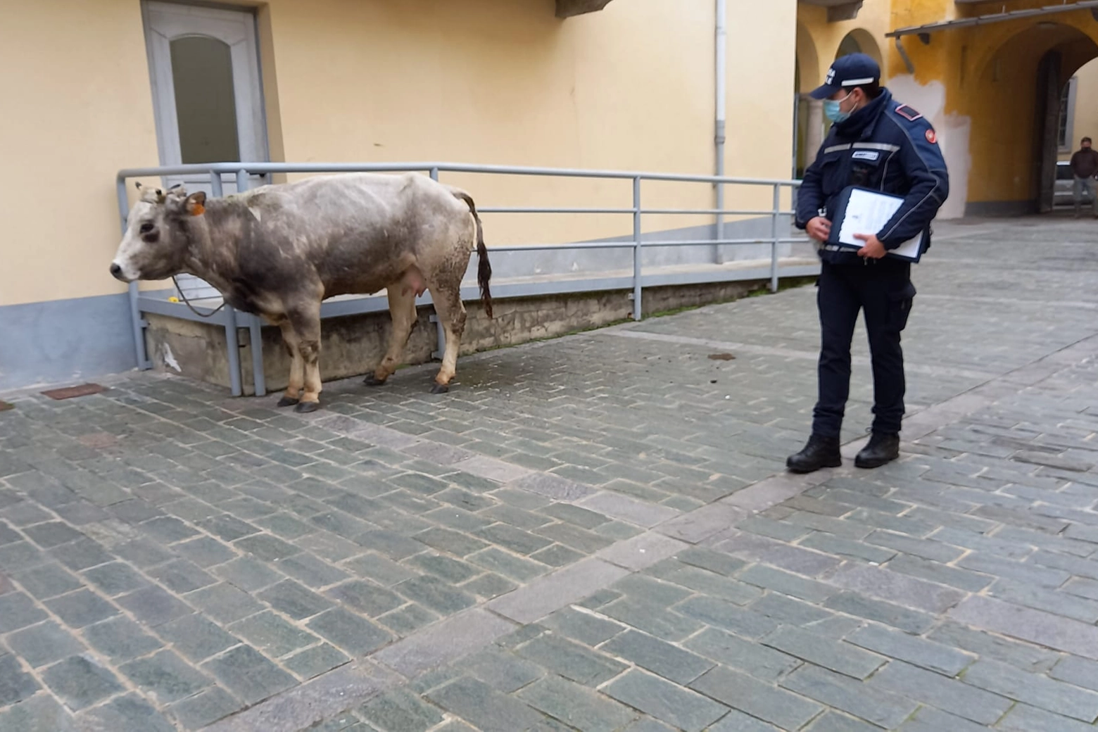 La mucca in Corso Garibaldi