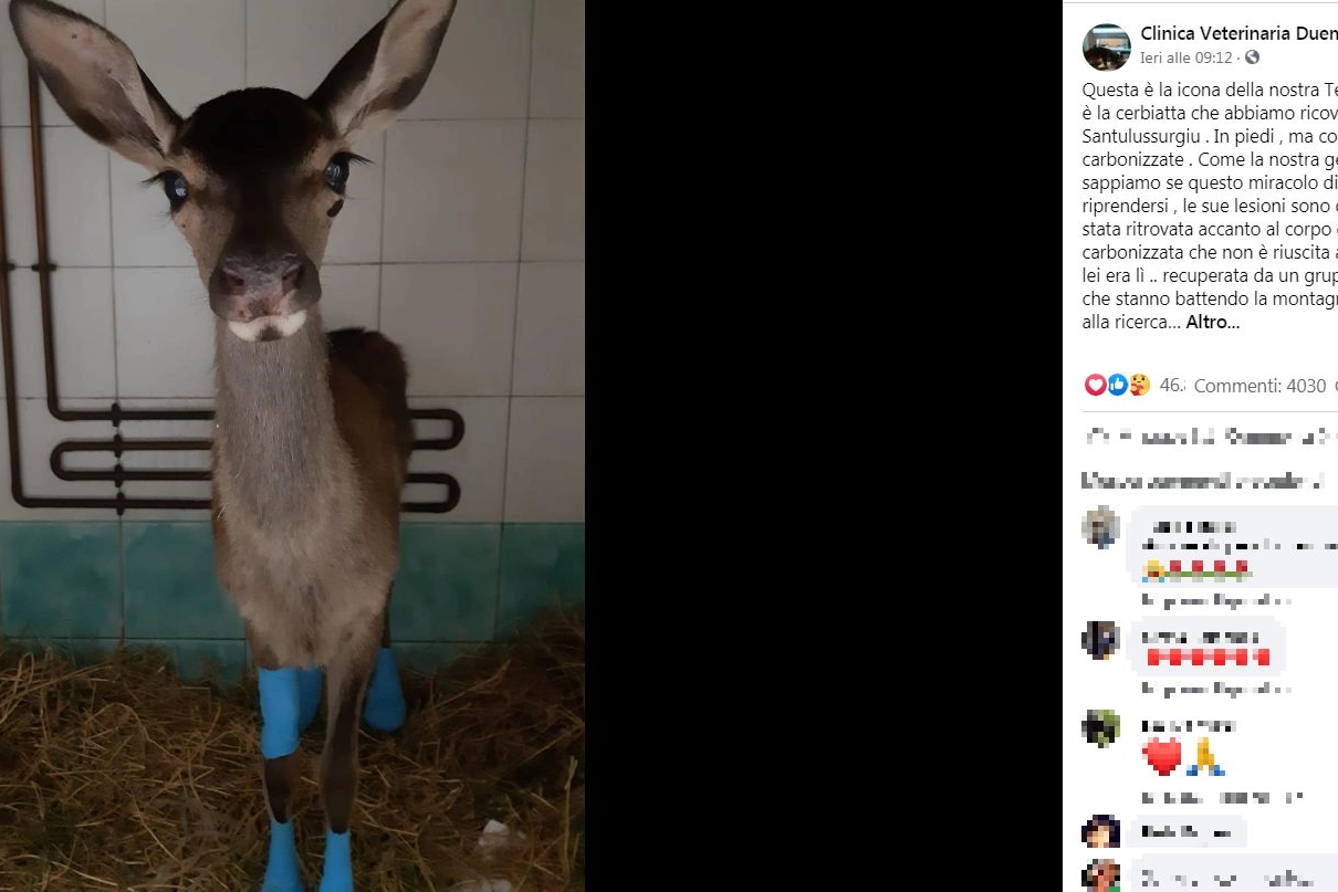 La cerbiatta curata alla clinica veterinaria Duemari di Oristano (Foto Facebook)