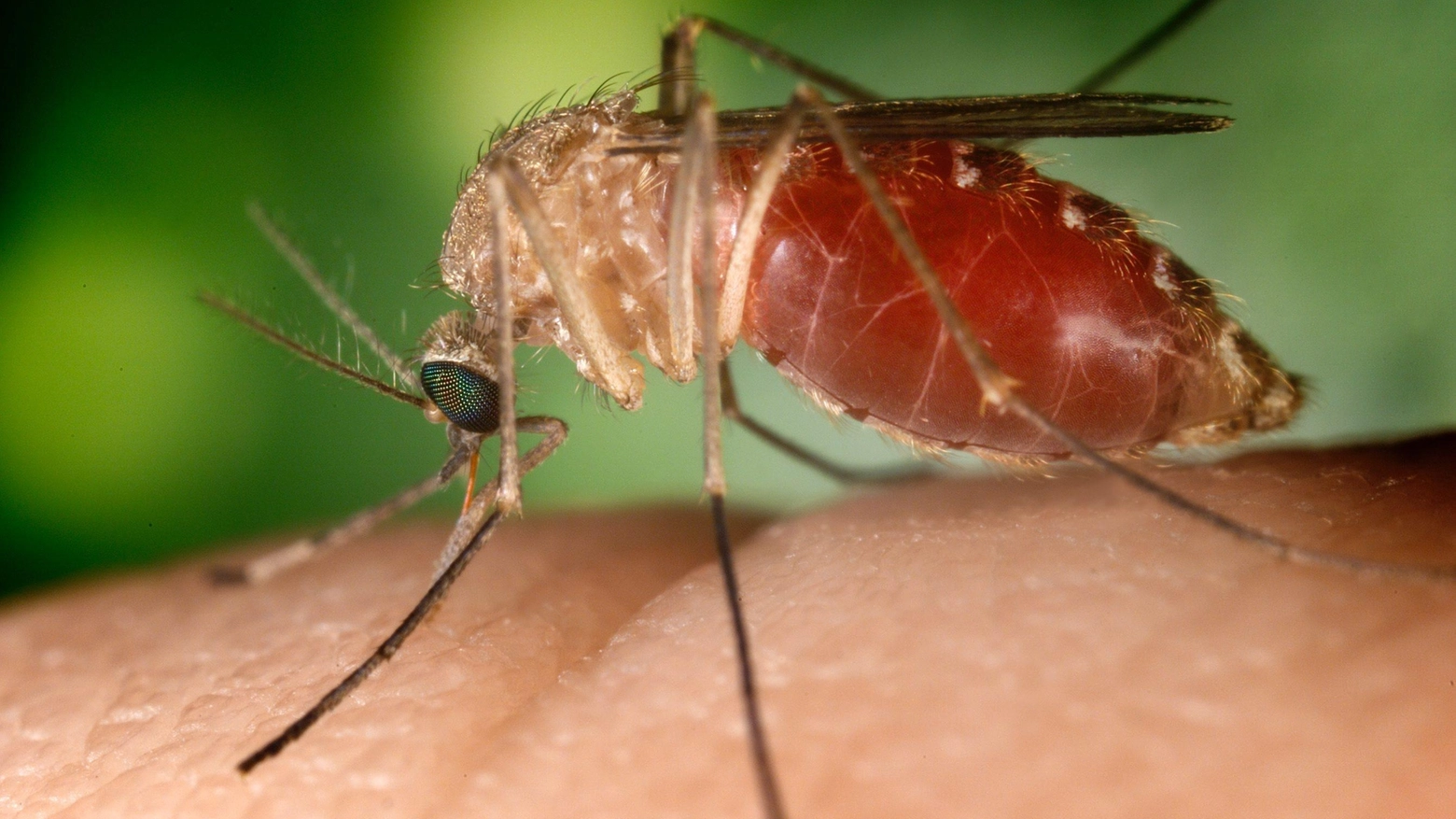 La febbre è veicolata dalla zanzara