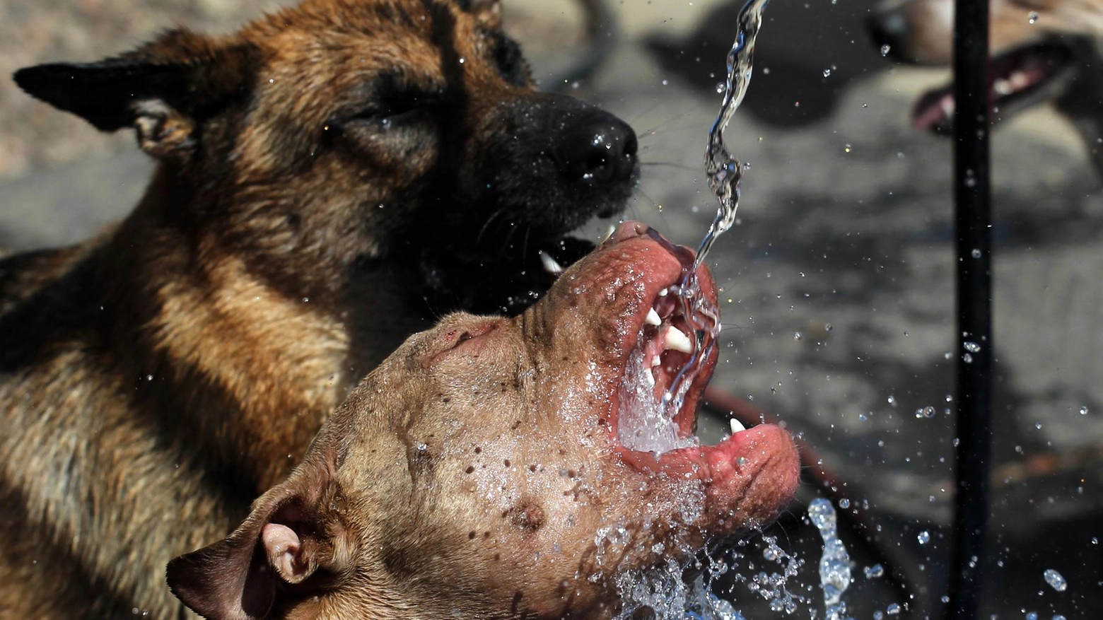 Cani randagi bevono alla fontana (Ansa)
