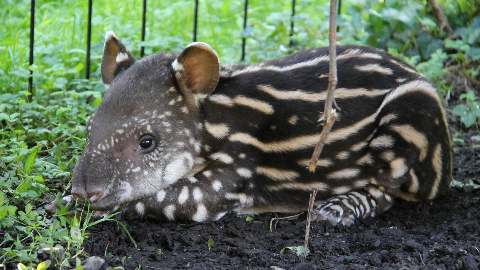 Lodi, la piccola tapira nata al Parco le Cornelle 