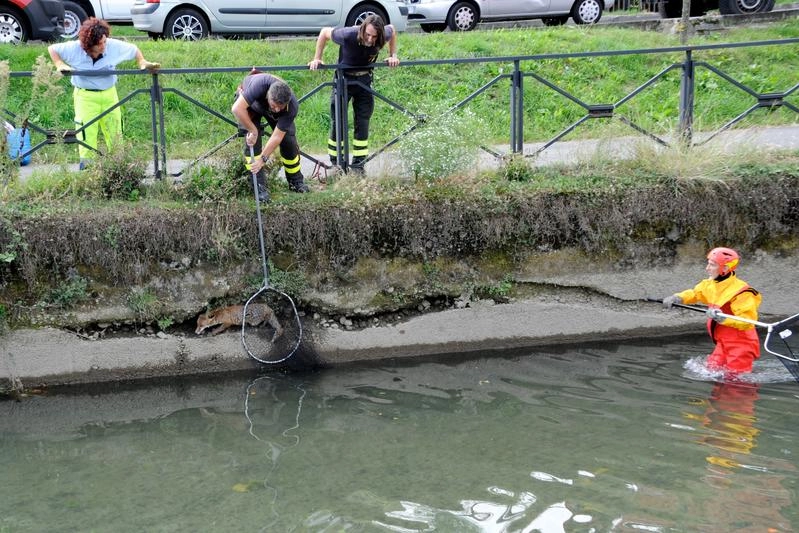 Vigili del fuoco e volontari Enpa salvano volpe intrappolata