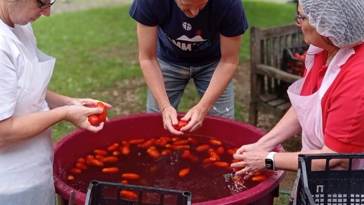 

Squadra di volontari Sesto San Giovanni: salsa solidale con 700 kg di pomodori