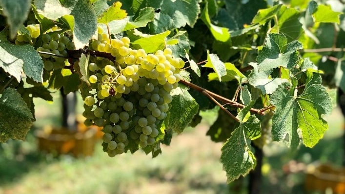 Uva pronta per la vendemmia in Franciacorta