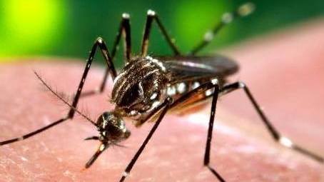 VETTORE Il virus viene trasmesso dalle punture di zanzara culex pipiens