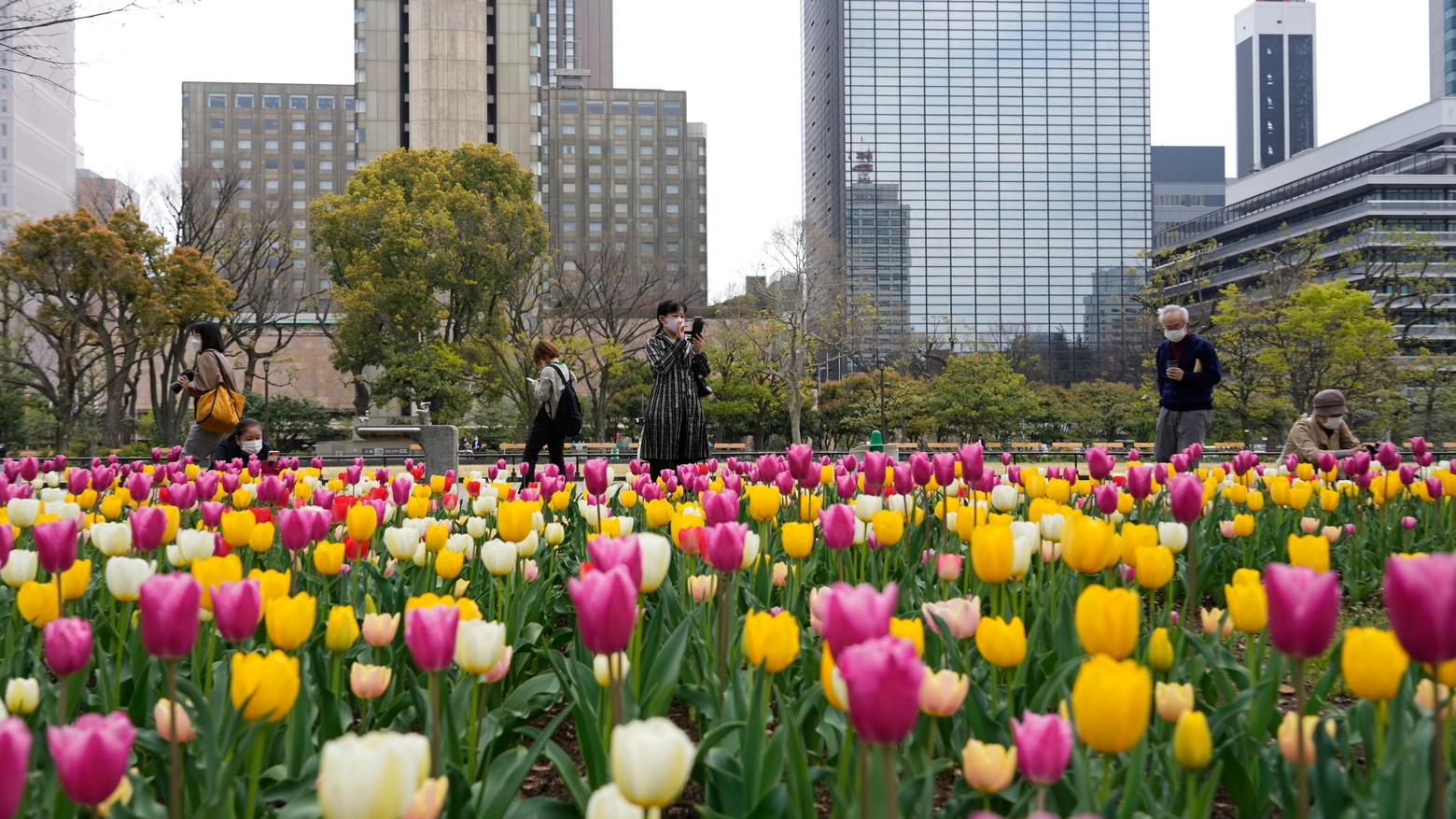 Giappone: popolazione ammira la fioritura dei tulipani a Tokyo (Ansa)