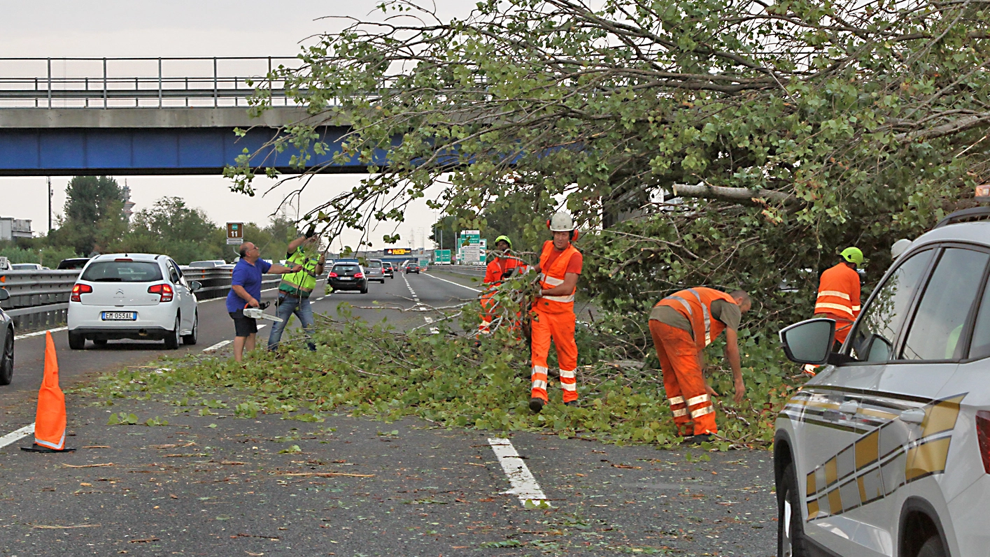 L’albero crollato ad Assago sulla tangenziale ovest