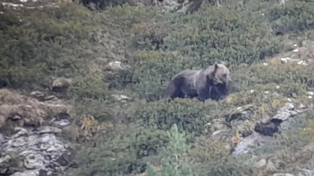 L'orso fotografato durante la sua passeggiata