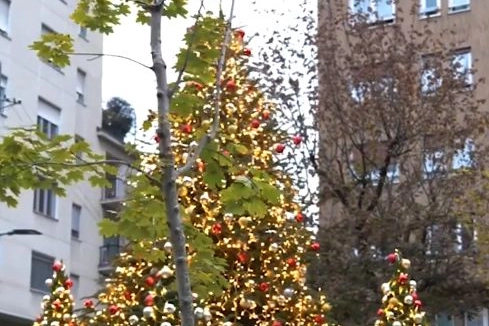 Albero piazzale Archinto – Dils (Frame video Facebook Dils)