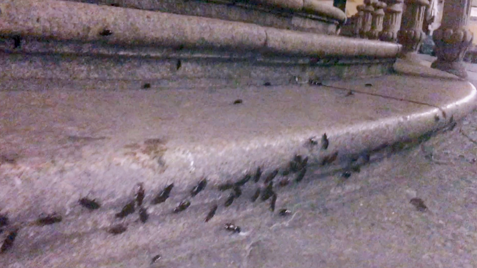 Le blatte sulla scalinata di Sant'Alessandro a Milano