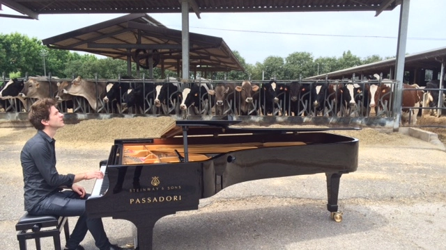 Concerto di pianoforte davanti a una stalla di mucche