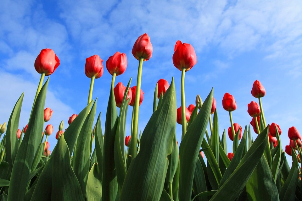 Tulipani