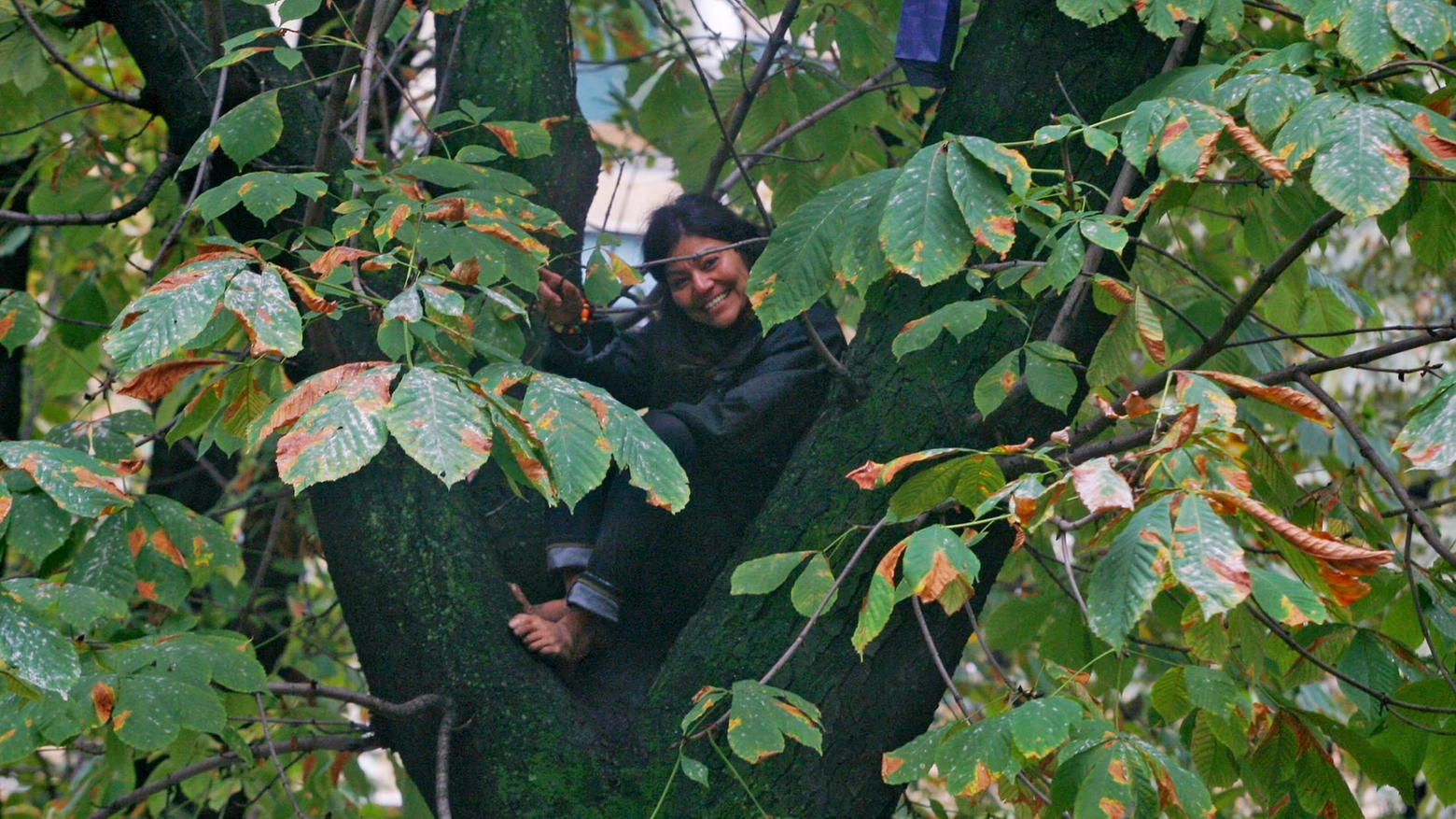 Donna sale su albero per protesta abbattimento piante per M4