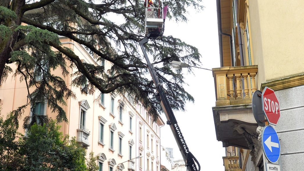 Verifiche sulla stabilità del cedro del Libano in via Veratti a Varese; sopra, l’assessore all’Ambiente Dino De Simone