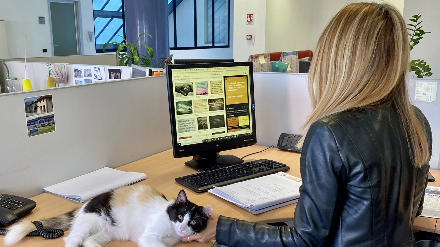 Due gattini vivono negli uffici comunali di Rozzano