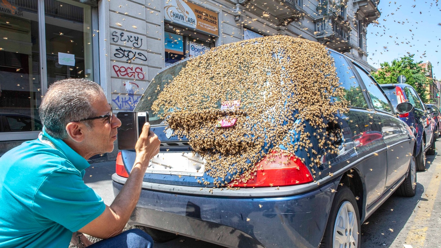 L'auto presa d'assalto dalle api in via Boscovich a Milano L'auto presa d'assalto dalle api in via Boscovich a Milano