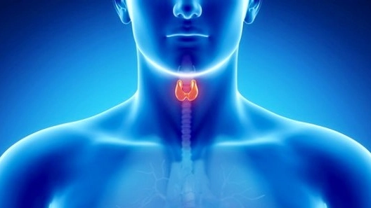 La tiroide è una ghiandola alla base del collo (Archivio)