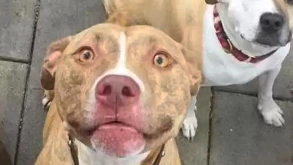 Prigionieri nel bilocale sporco. Undici cani liberati dalla polizia Prigionieri nel bilocale sporco. Undici cani liberati dalla polizia