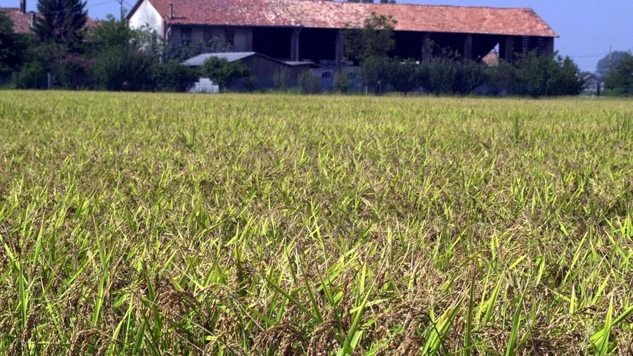 Una risaia a Pavia