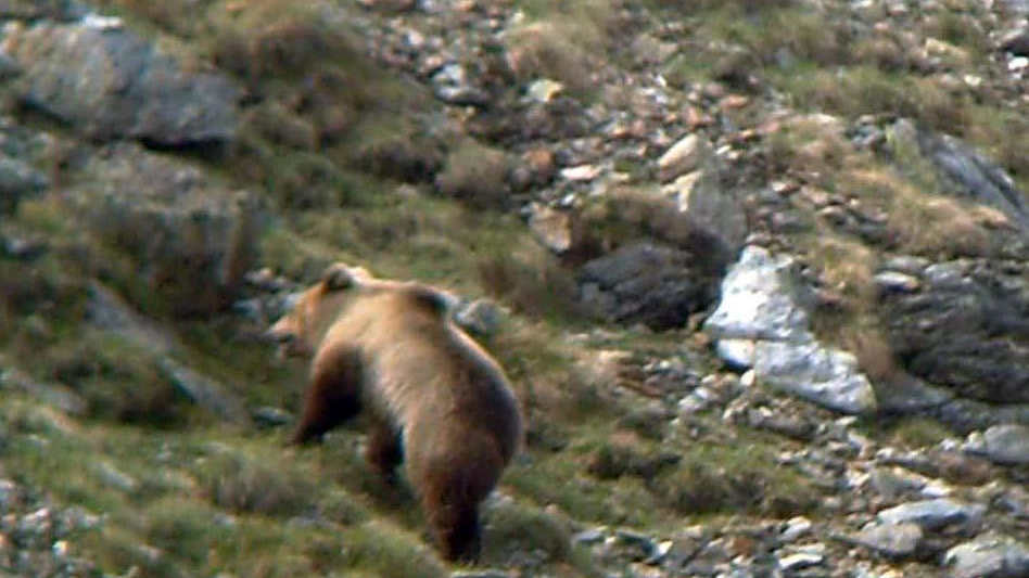   L'orso in valle
