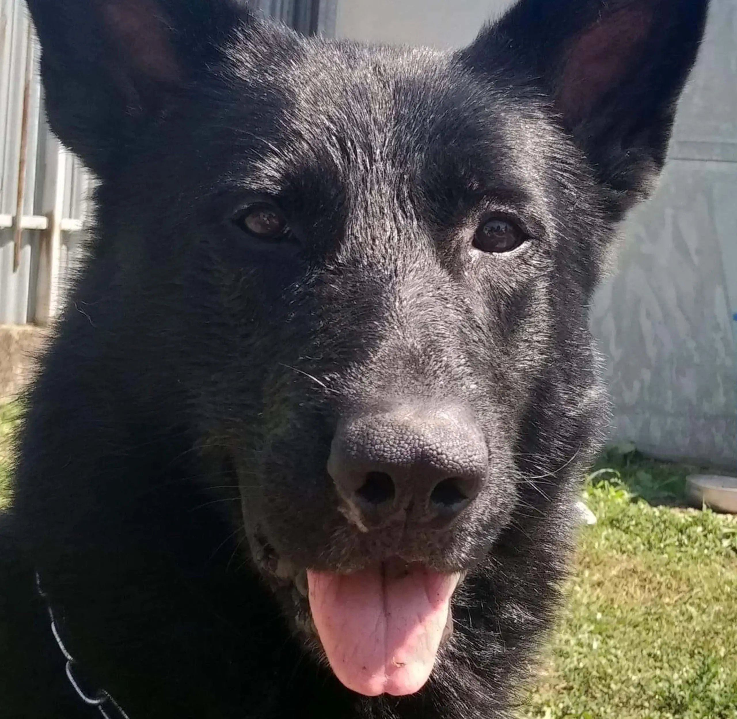 Polizia locale Arriva il cane antidroga