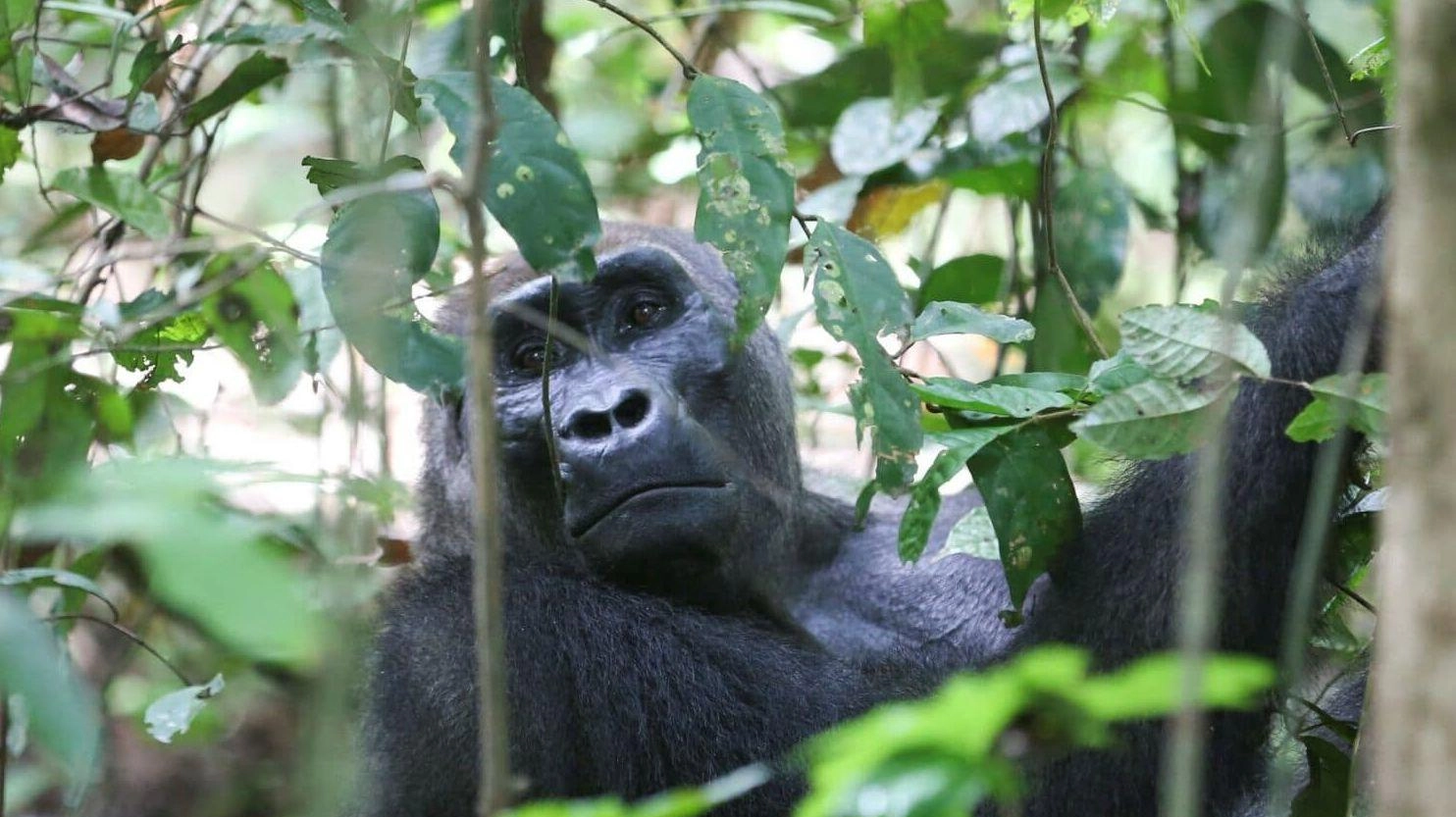 Il gorilla Kamaya e la sua famiglia saranno protagonisti di uno dei video