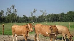 mucche di razza varzese reintrodotte nel parco del ticino