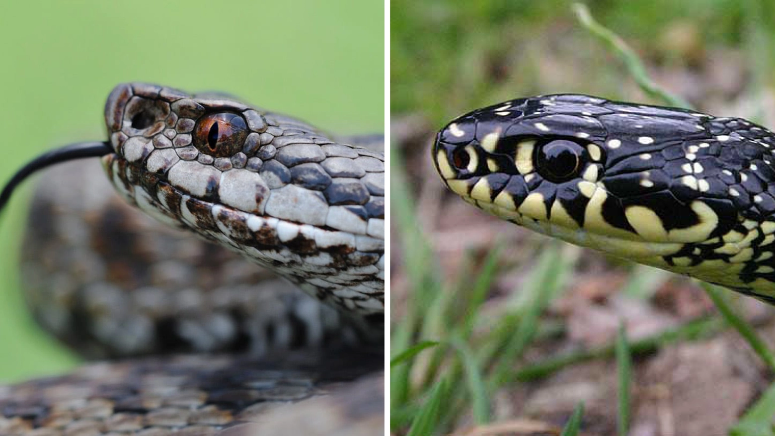 La vipera (a sinistra) ha il muso affusolato, gli occhi meno rotondi e la pupilla più sottile. La biscia (a destra) ha la testa più tondeggiante e gli occhi rotondi