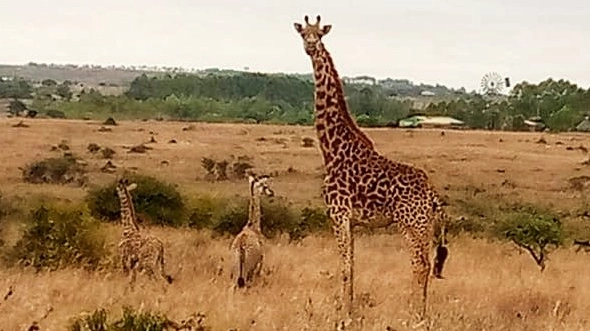Le giraffe maasai gemelle nate in Kenya