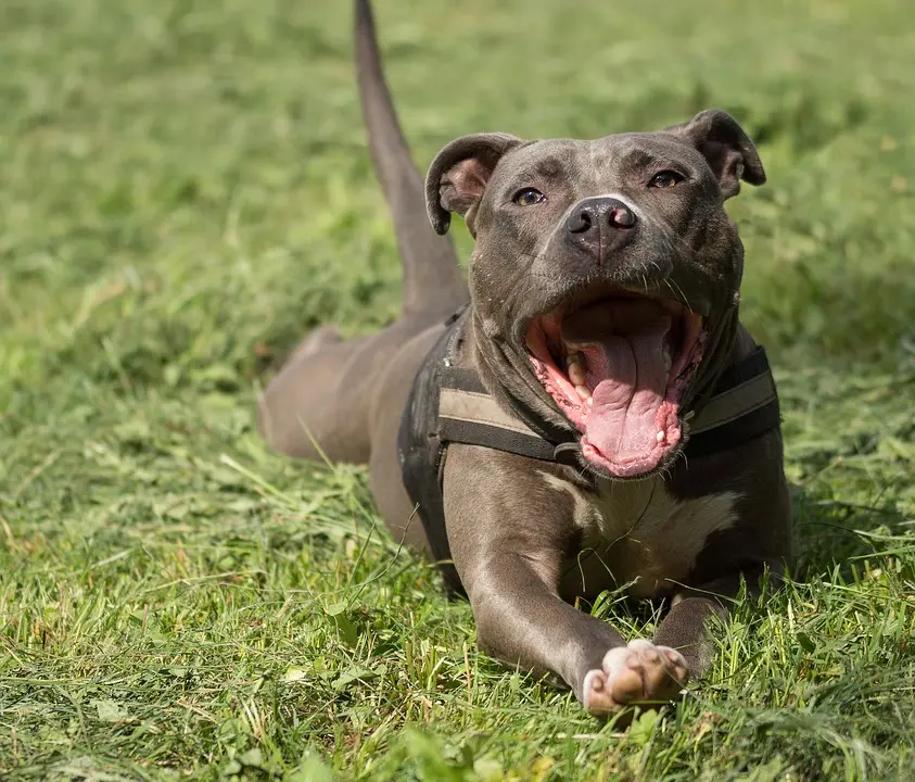 Orecchie mozzate a cane, padrone e veterinario verso il processo