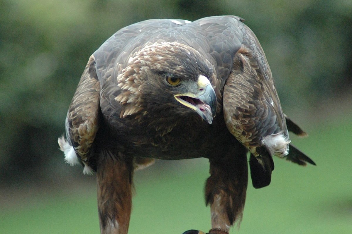 Un'aquila (foto di archivio)