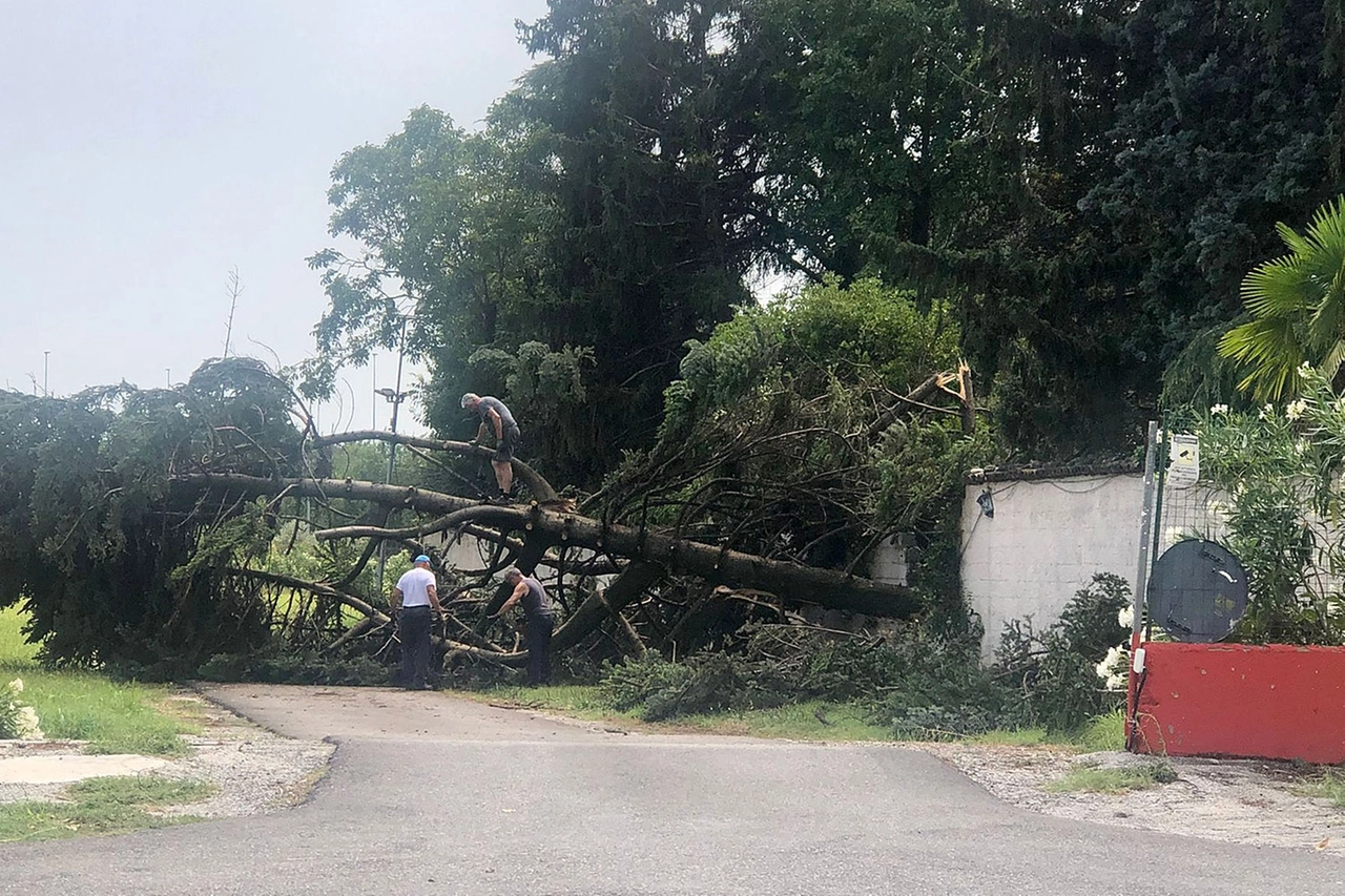Alberi caduti nel Bresciano per il maltempo