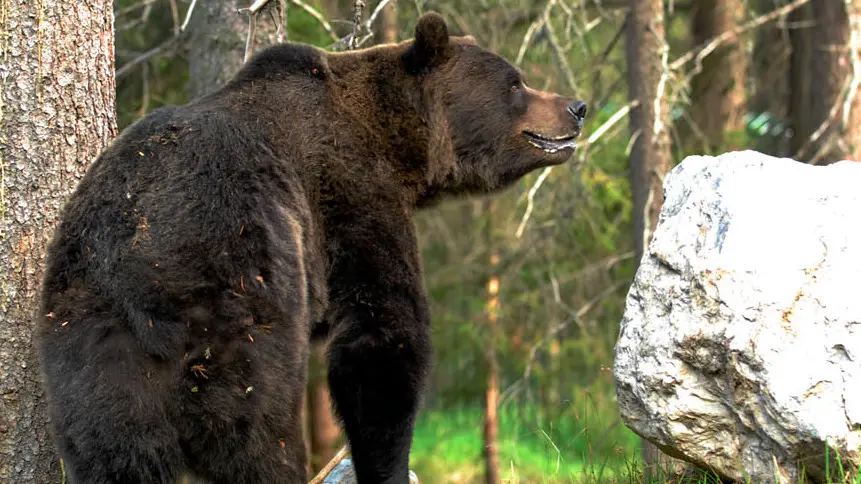L'orso fotografato sulle montagne della Valtellina L'orso fotografato sulle montagne della Valtellina