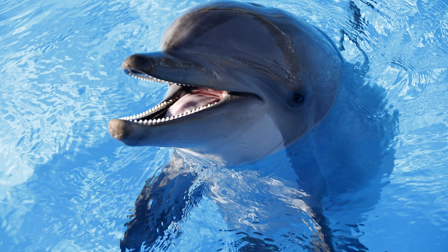 Delfino in una foto AFP