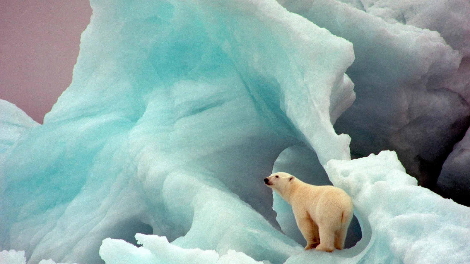 Riscaldamento climatico, a rischio i ghiacci polari (Ansa)