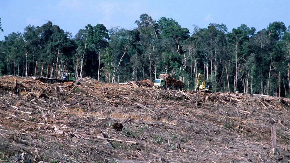 La Deforestazione massiccia (Alain Compost)