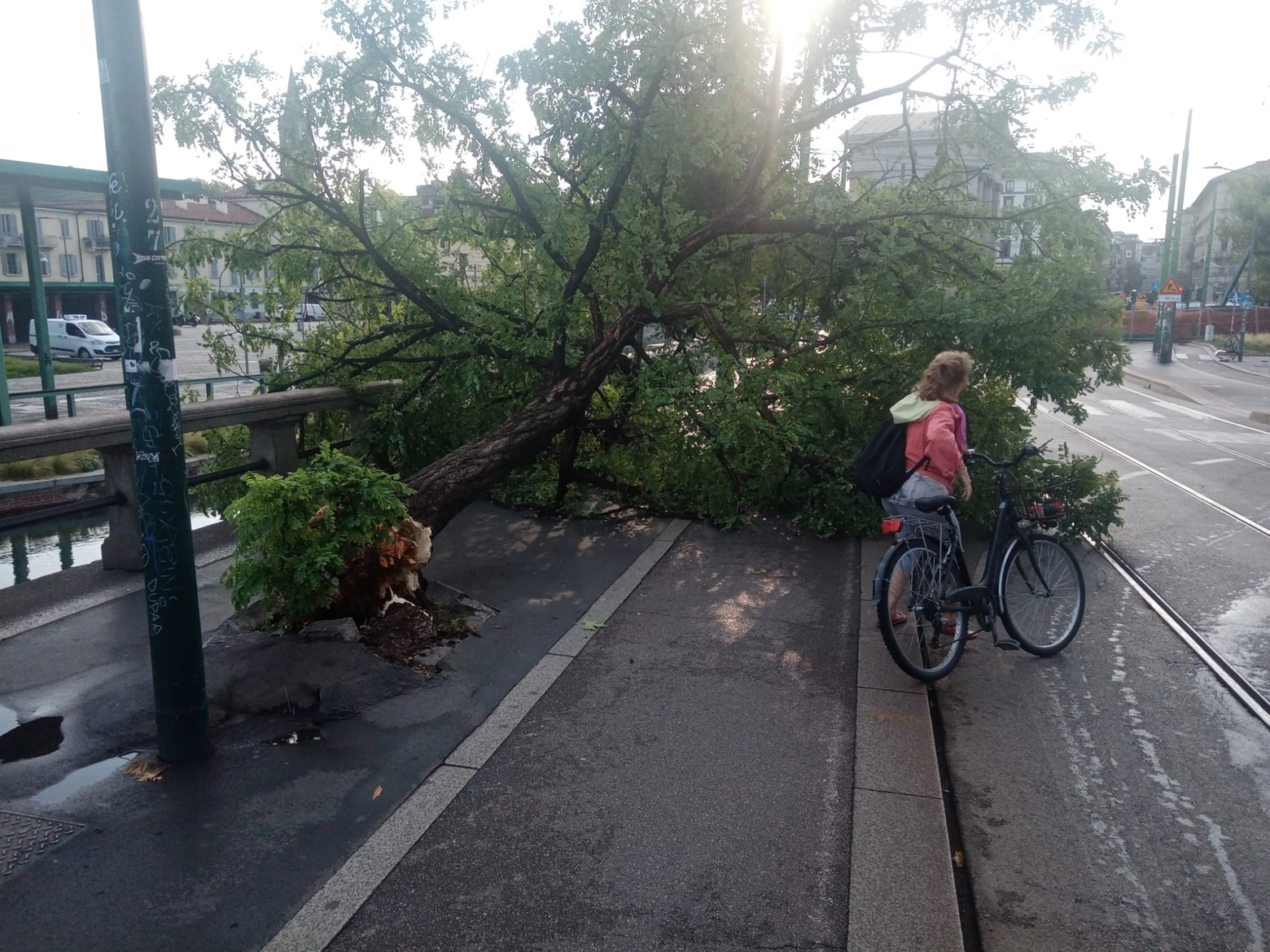 Albero sui binari del tram in Darsena