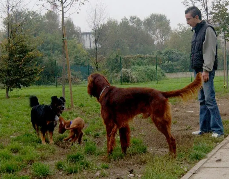 Bocconi con lamette per ferire i cani. Bonifica nel parchetto