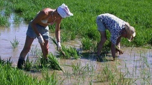  Il riso avanza nei mercati esteri