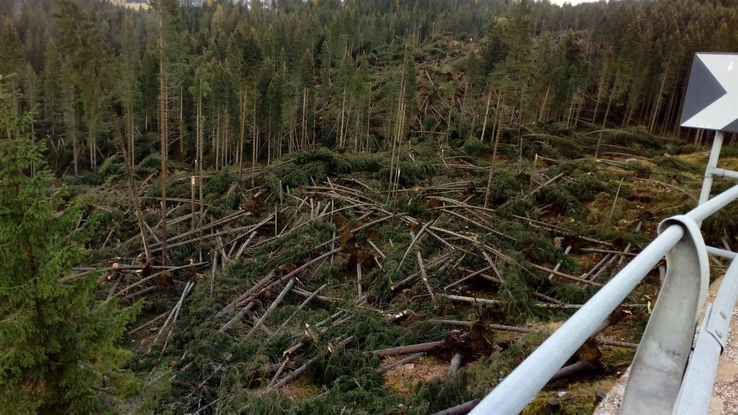 Gli alberi della Val di Fiemme devastati dal maltempo
