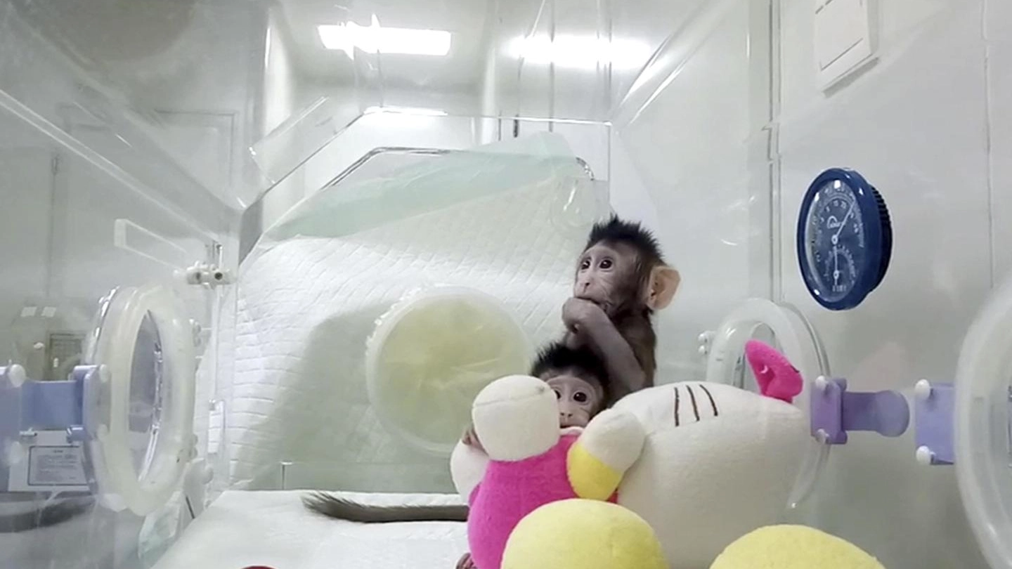 Scimmie in un'incubatrice