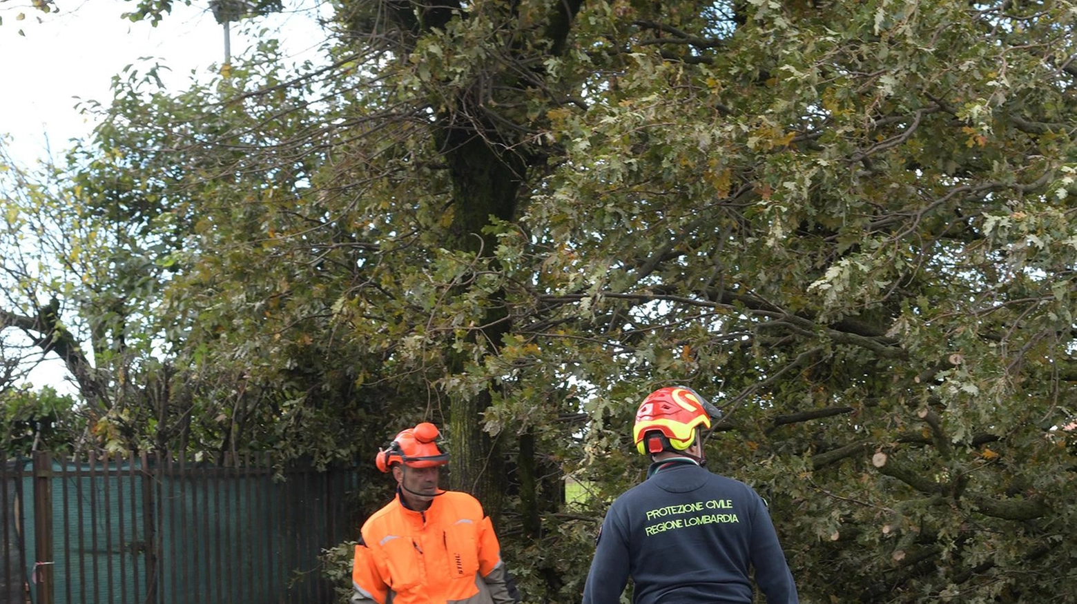 Albero su auto. Illesa mamma con i due figli Albero su auto. Illesa mamma con i due figli