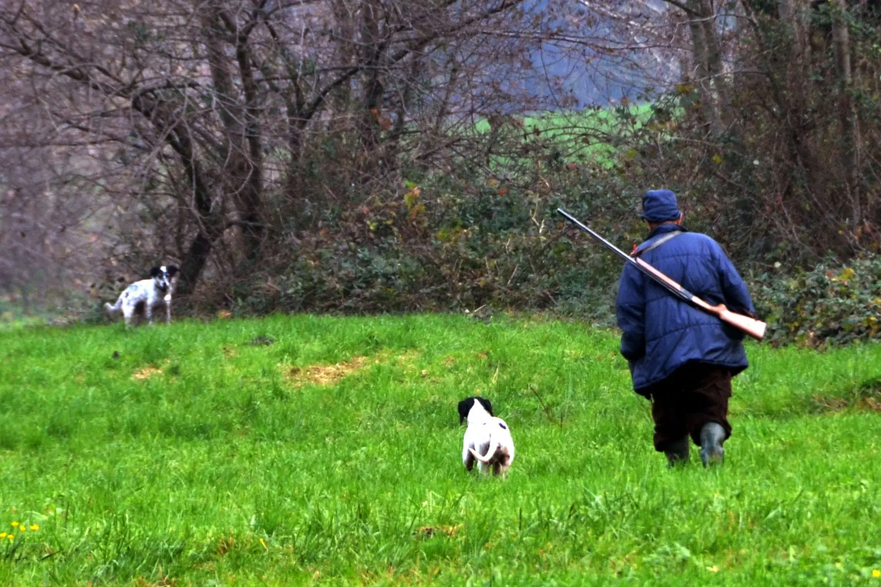 Bellagio, esce per una battuta di caccia e uccide due cani