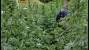 Monte Isola, piantagione di marijuana (Frame video Guardia di Finanza)