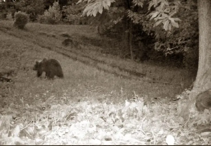 Un orso bruno si aggira sulle Prealpi bergamasche. Forse viene dalla Valcamonica