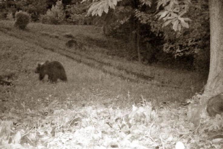 L'orso nel fermo immagine dal video delle fototrappole piazzate nei boschi